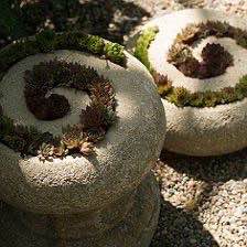 Small spiral concrete planters with succulents