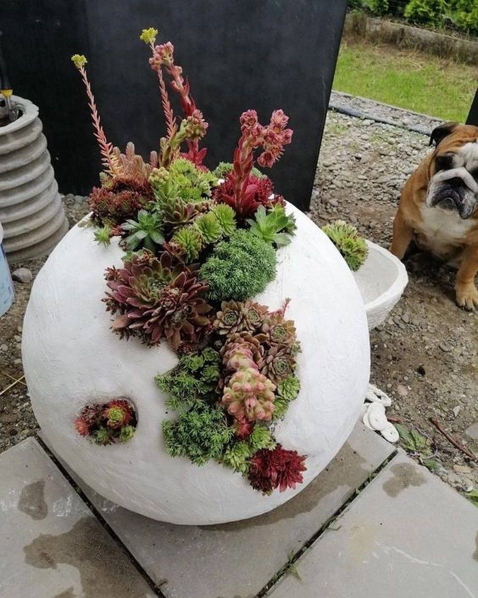 Image 13: white round concrete sphere planted with succulents